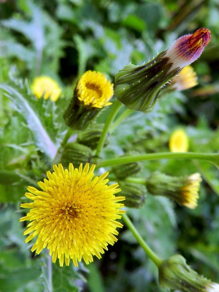 Sonchus asper / Grespino spinoso